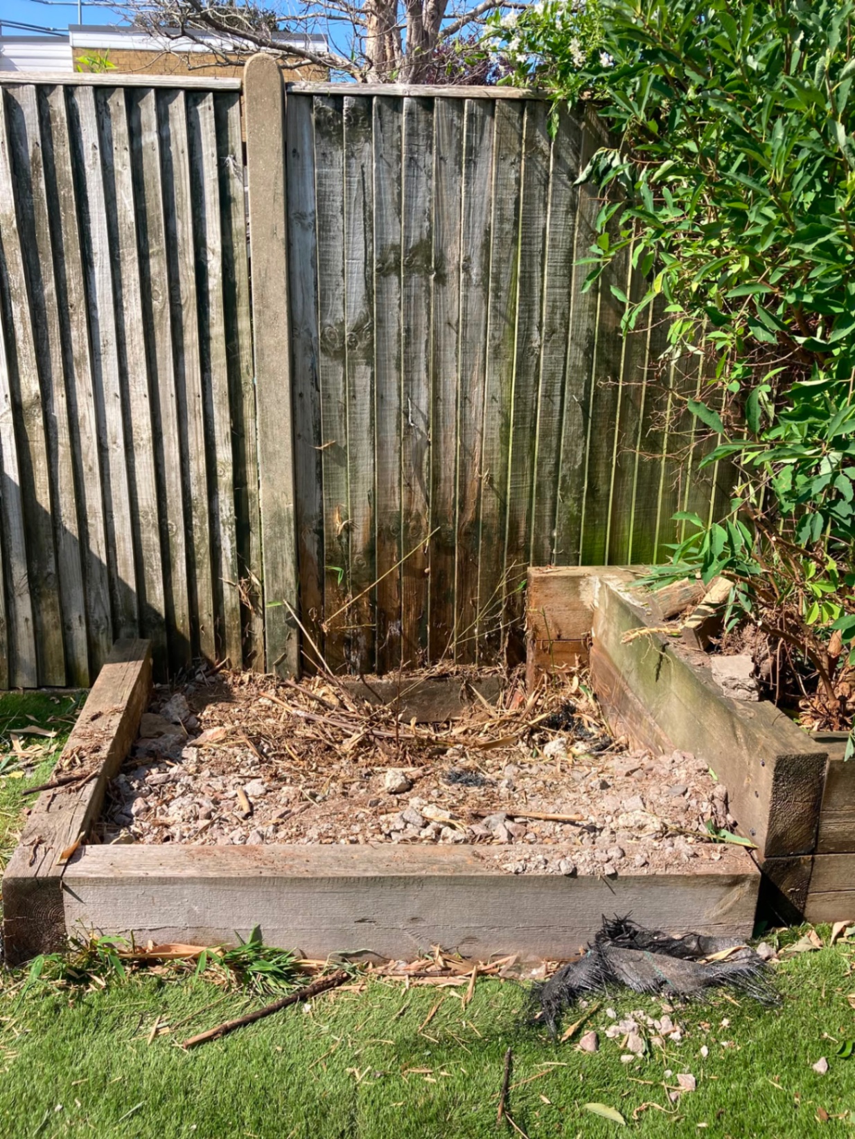 Pesky bamboo taking over — cleared back to bare ground – after