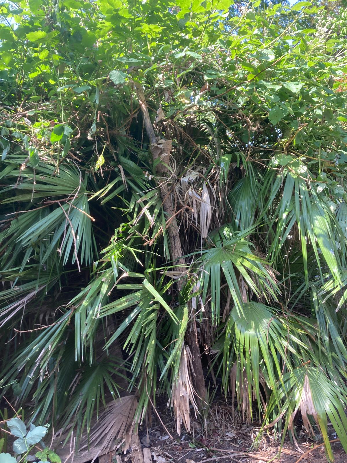 Overgrown palm freed from a tangle of brambles and ivy – before