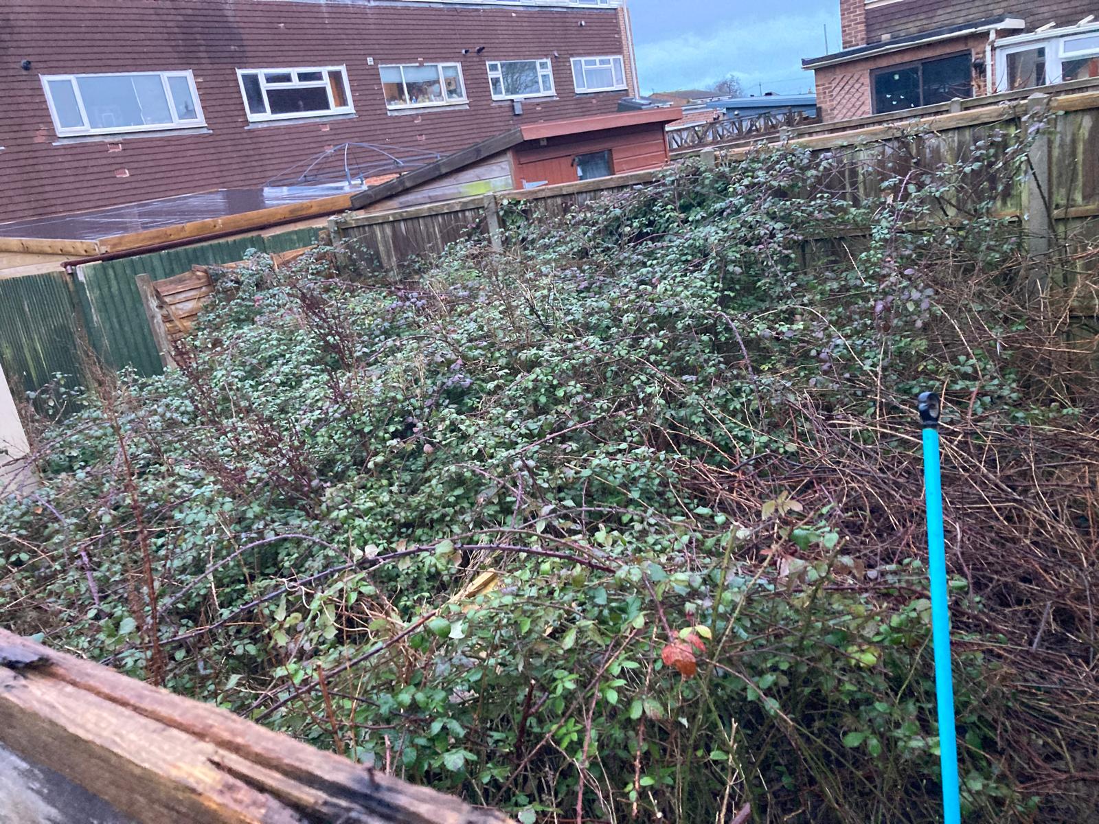 Overgrown bramble bank cut right back to the fence line – before
