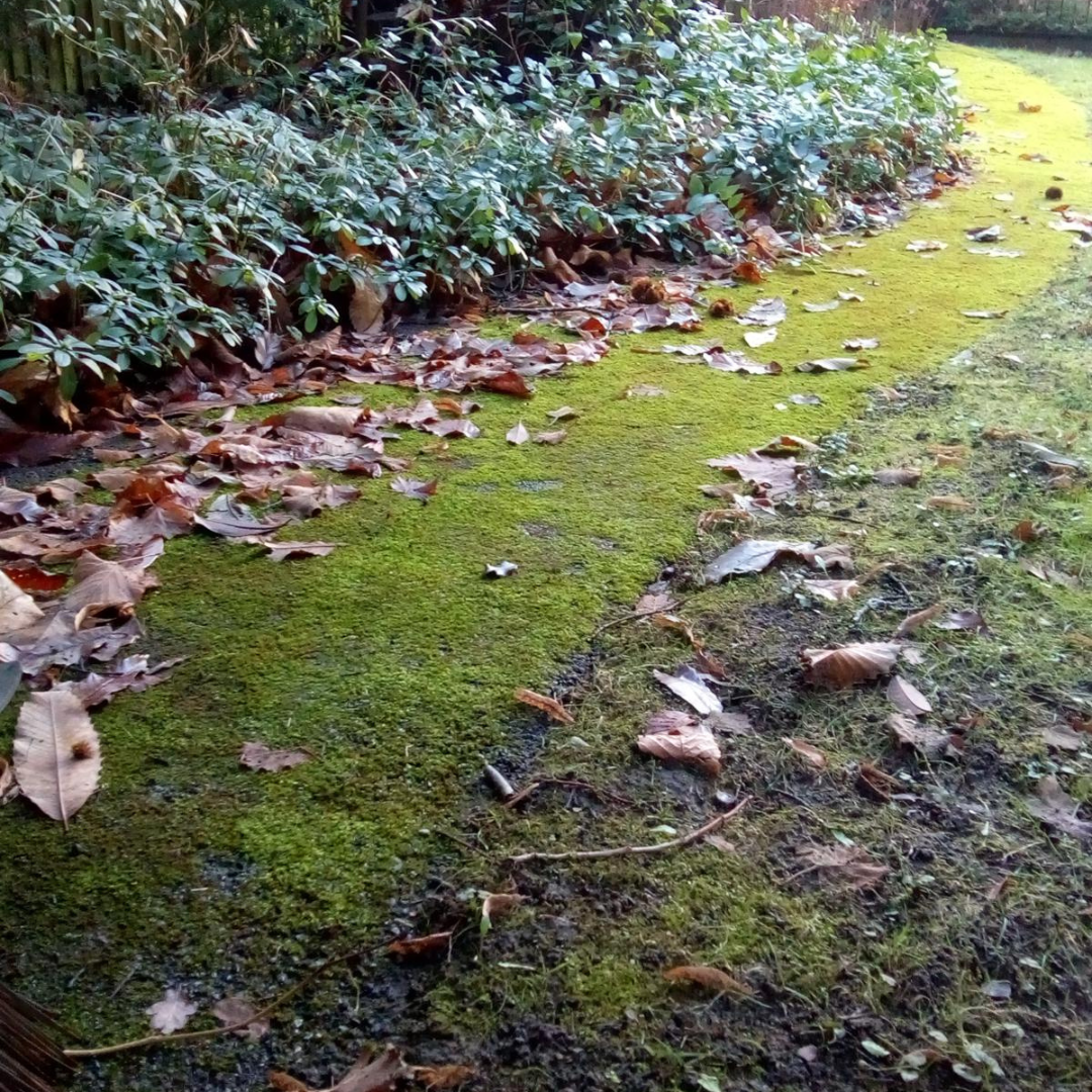 Mossy path swept back to a clean walkable surface – before