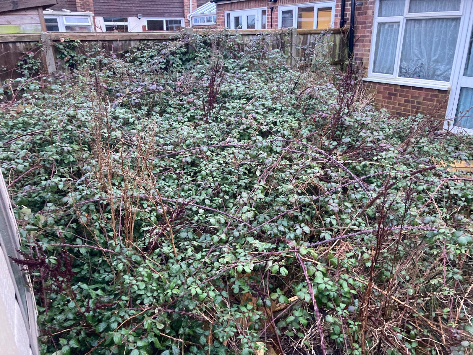 Back garden swallowed by brambles — cleared to a usable patio and yard – before