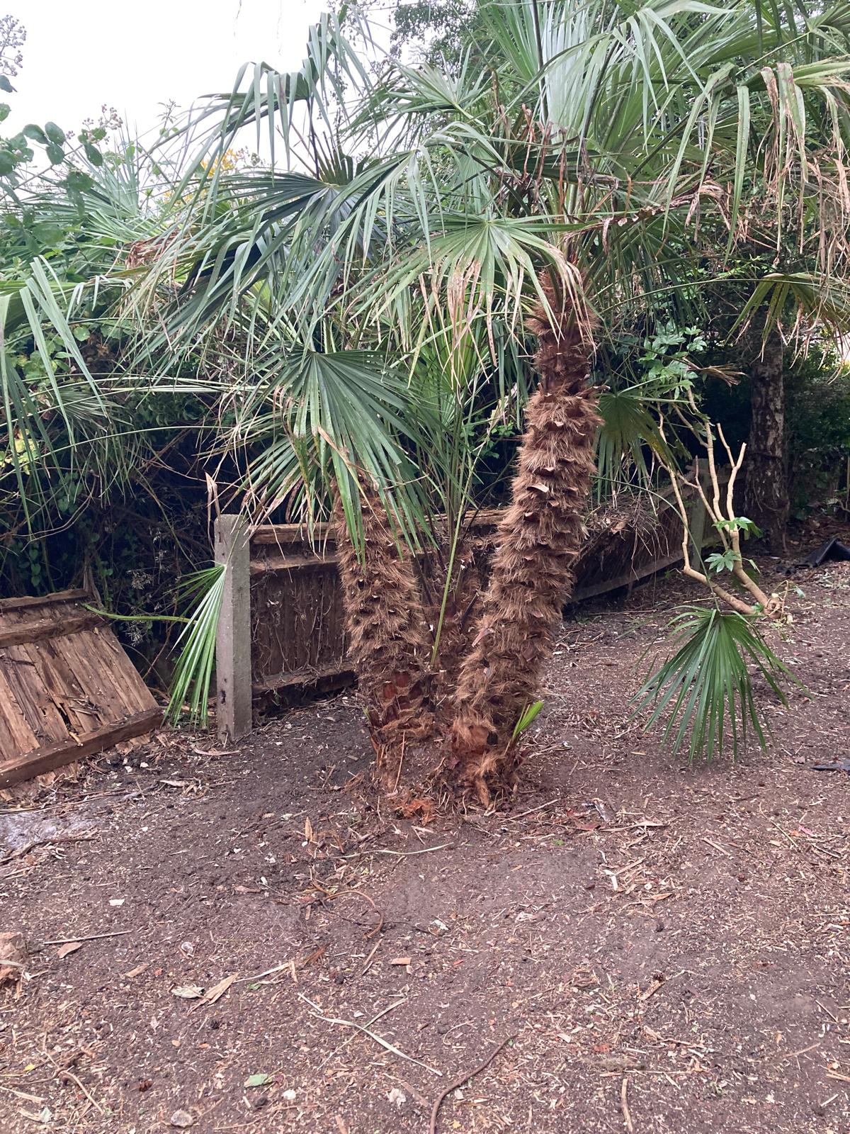 Overgrown palm freed from a tangle of brambles and ivy – after