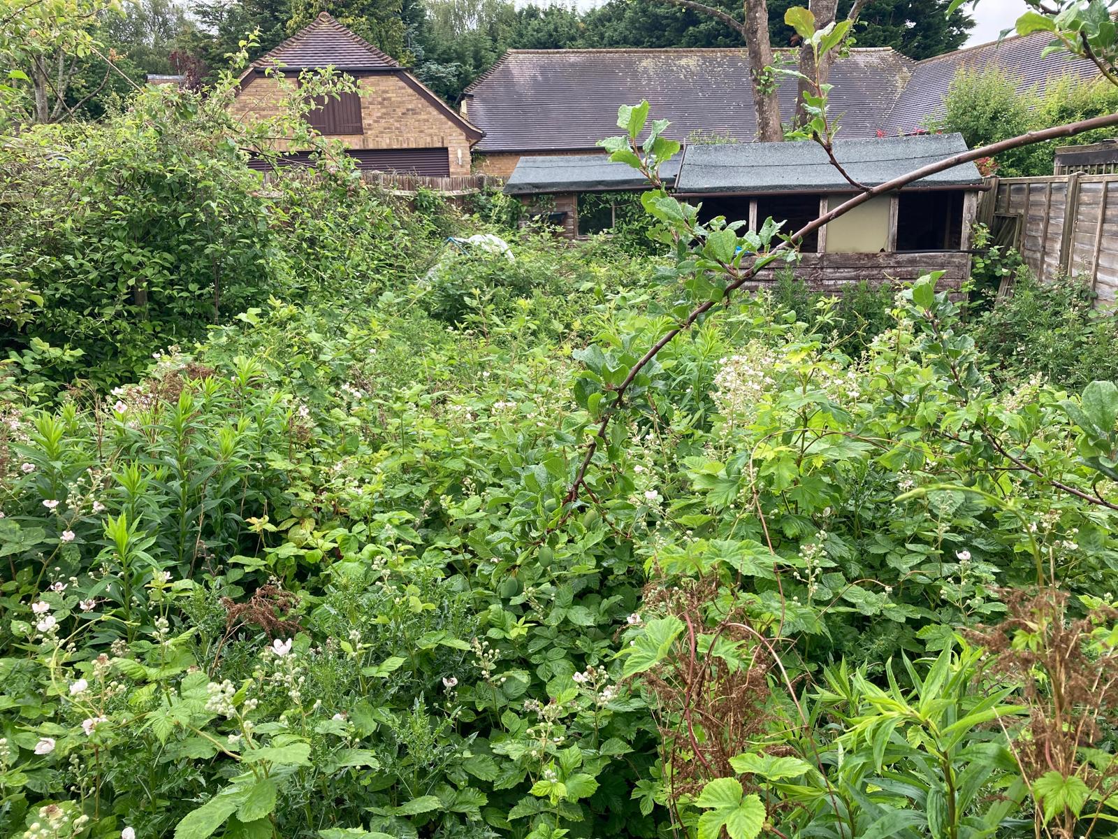 Jungle of brambles and weeds cleared to a walkable garden – before