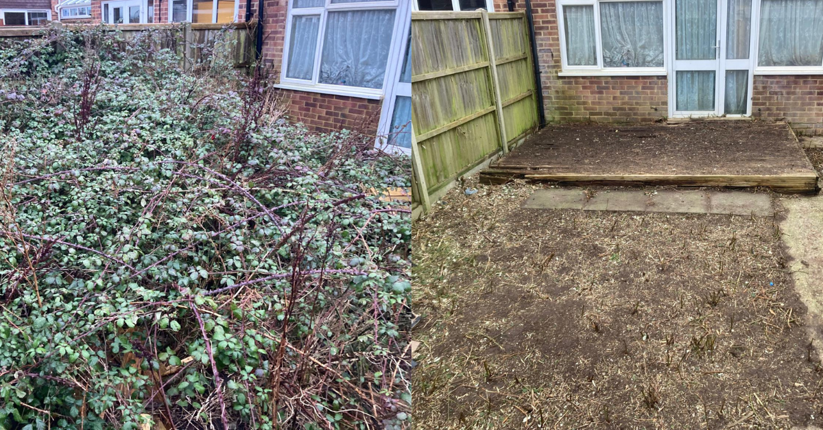 Clearing brambles with secateurs