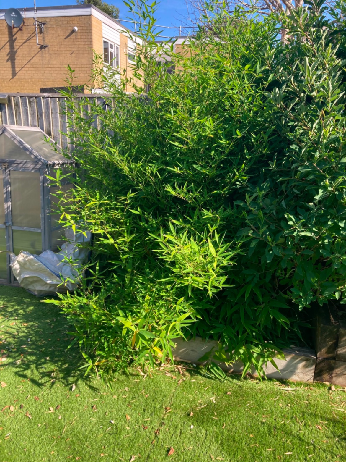 Pesky bamboo taking over — cleared back to bare ground – before
